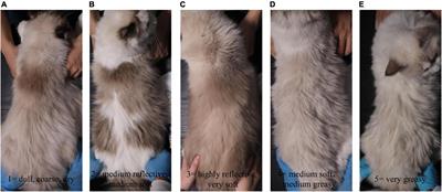 Effect of Dietary Methylsulfonylmethane Supplementation on Growth Performance, Hair Quality, Fecal Microbiota, and Metabolome in Ragdoll Kittens